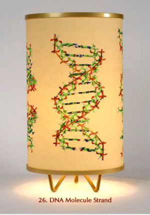 26. DNA MoleculeStrand